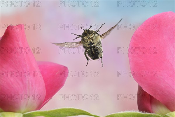 Traue rose beetle