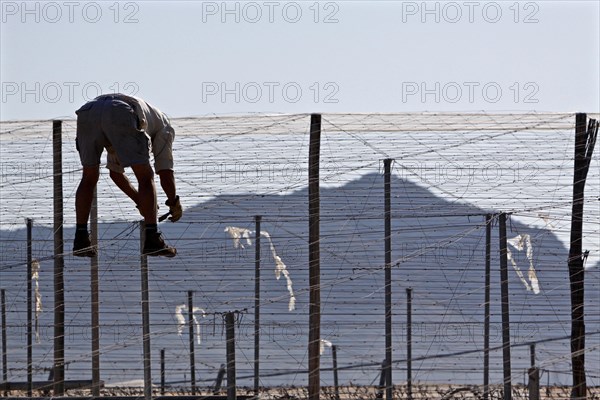 Man pulls wire mesh over roof of ramshackle tomato tent