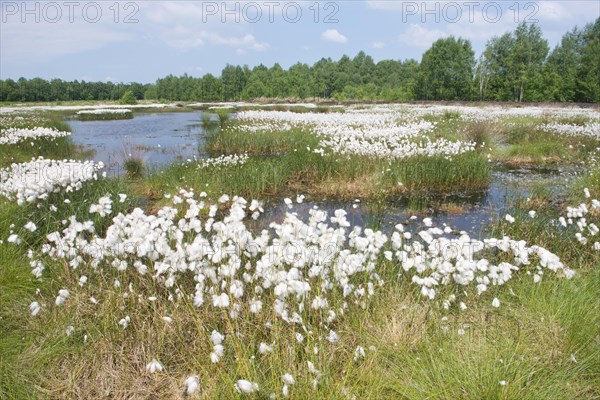 Bog landscape with common cottongrass