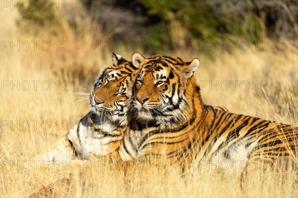 Bengal tiger