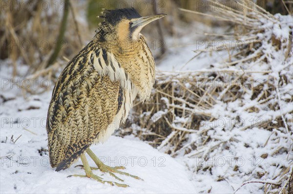 Eurasian bittern