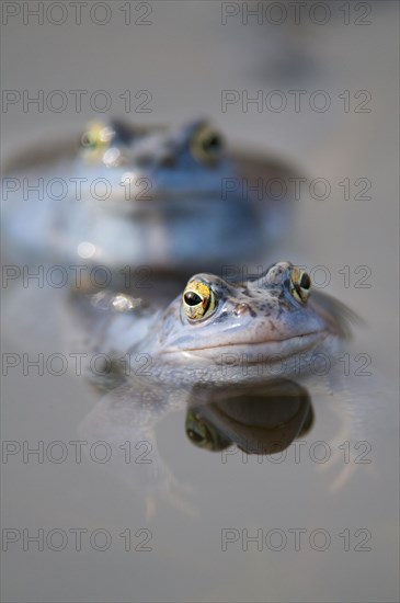 Moor frog