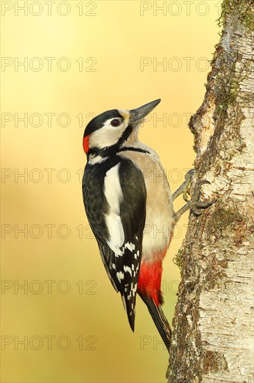 Great spotted woodpecker