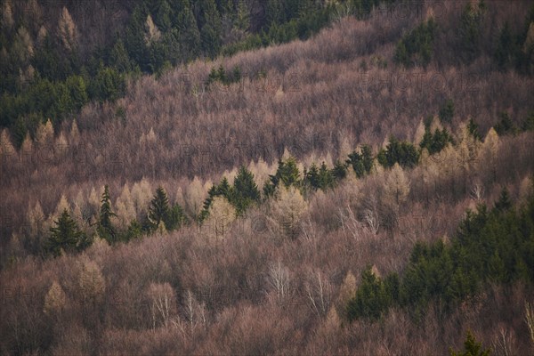 Common beech