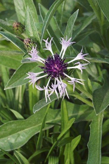 Perennial cornflower