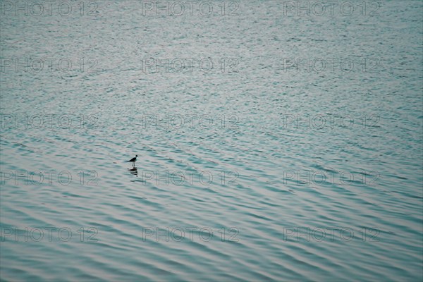 Abird in the sea in Macau