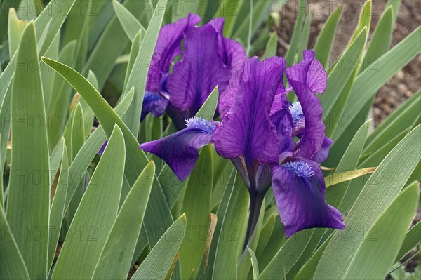 Dwarf Bearded Iris