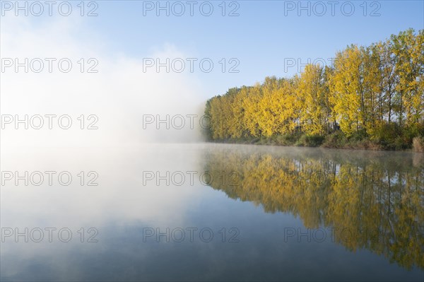 Morning fog and autumn coloured poplars