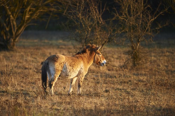 Przewalski's horse