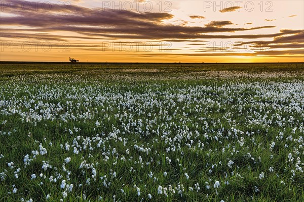 Common cottongrass