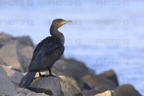 Great cormorant