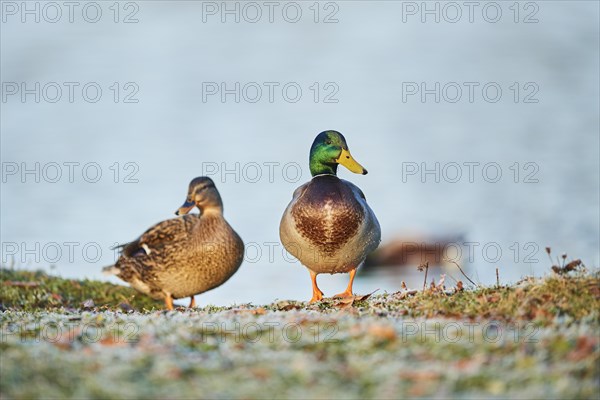 Wild duck