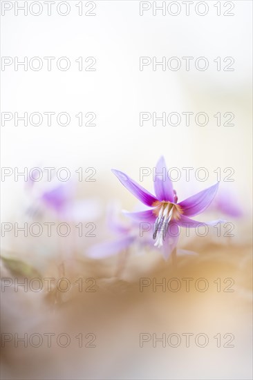 Flowering dog's tooth violet