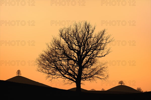 Solitary tree