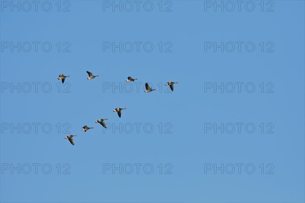 Greylag geese