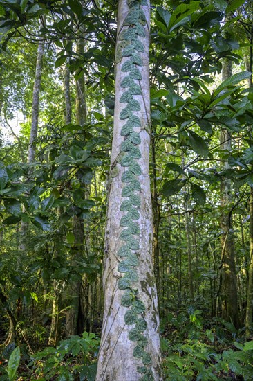 Leaf tendril on tree trunk