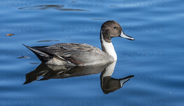 Pintail