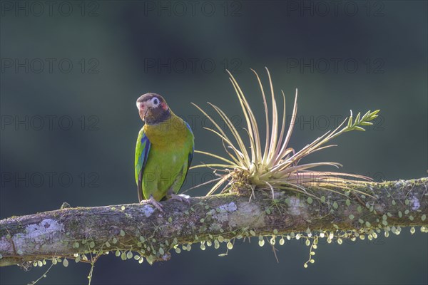 Brown-hooded parrot