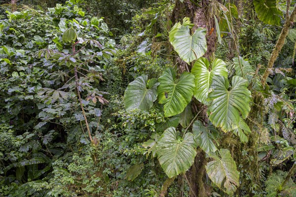 Rainforest in Selvatura Park seen from a suspension bridge