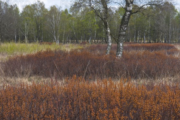 Bog myrtle