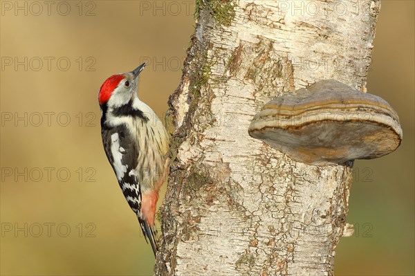 Middle spotted woodpecker