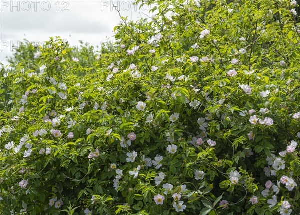 Flowering rugosa rose