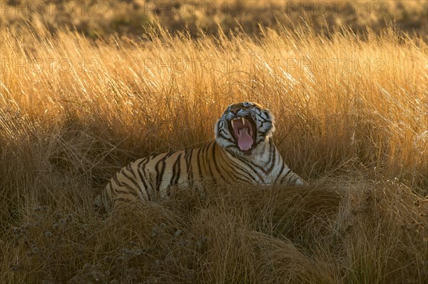 Bengal tiger