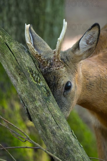 European roe deer