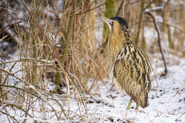 Eurasian bittern