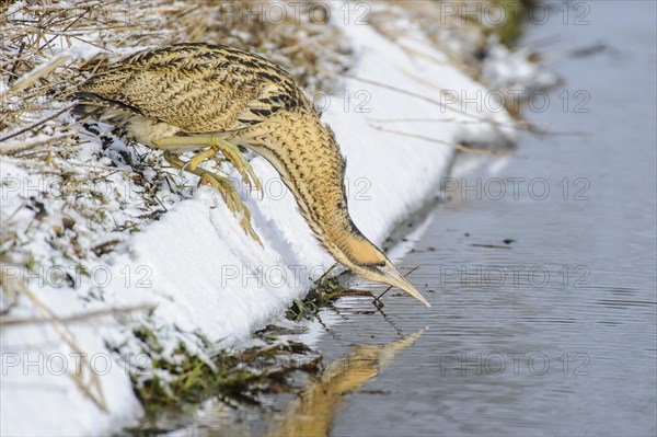 Eurasian bittern