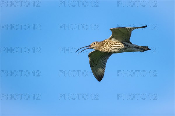 Eurasian curlew