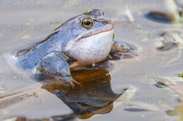 Moor frog