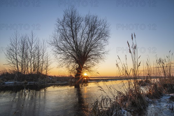 Pollarded willows in winter landscape at the Duemmer at sunset