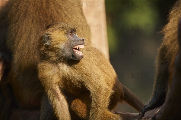 Guinea baboon