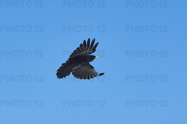 Yellow-billed chough