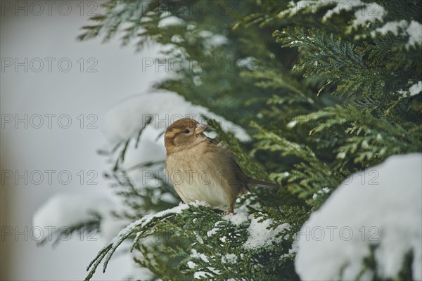 House sparrow