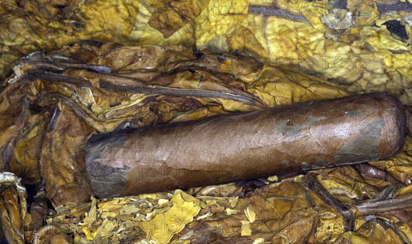 Hand rolled cigar on tobacco leaves