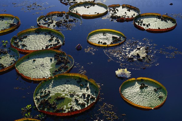 Leaves of the amazon water lily