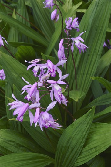 Hyacinth orchid