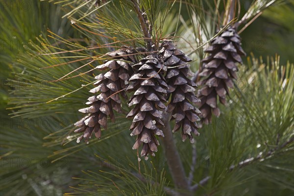 Loui Eastern white pine