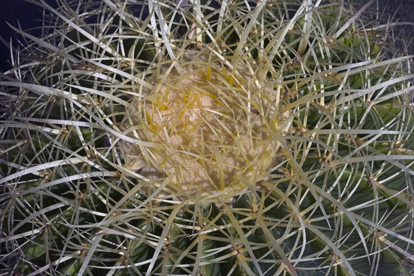 Golden barrel cactus