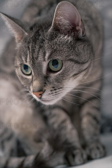 European shorthair felidae