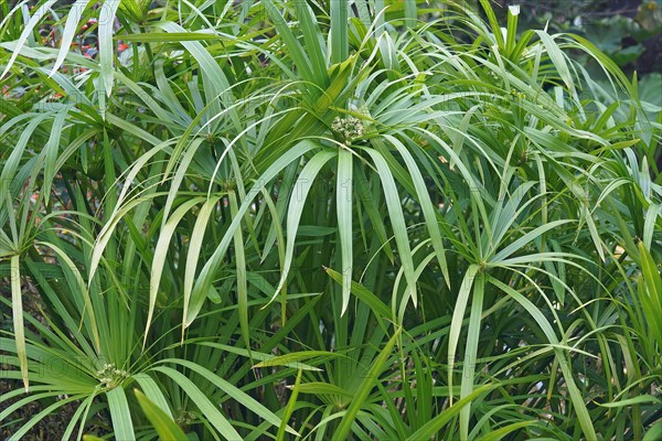 Umbrella plant