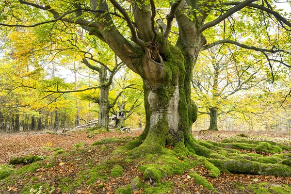 Knotty copper beech