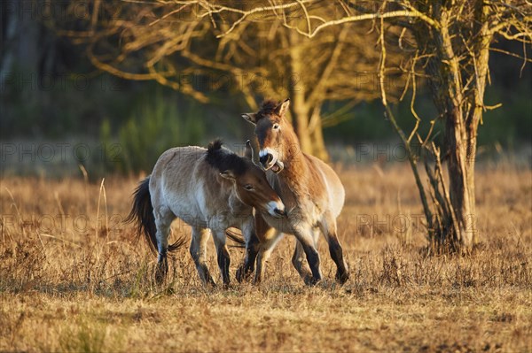 Przewalski's horse