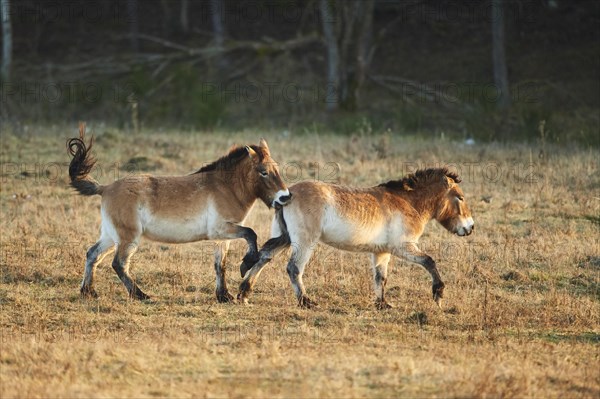 Przewalski's horse