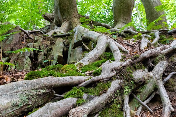 Beech roots reach into the soil