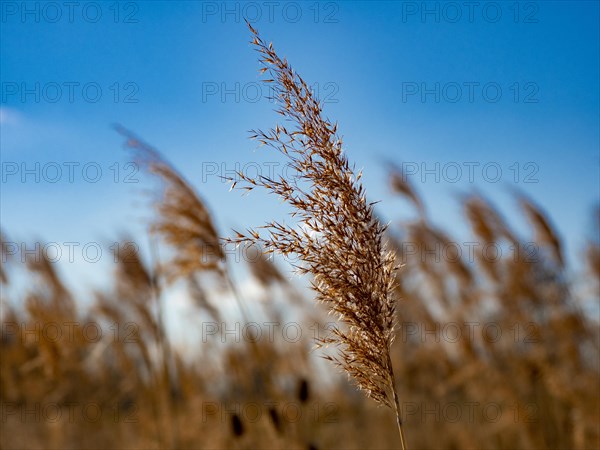 Common reed