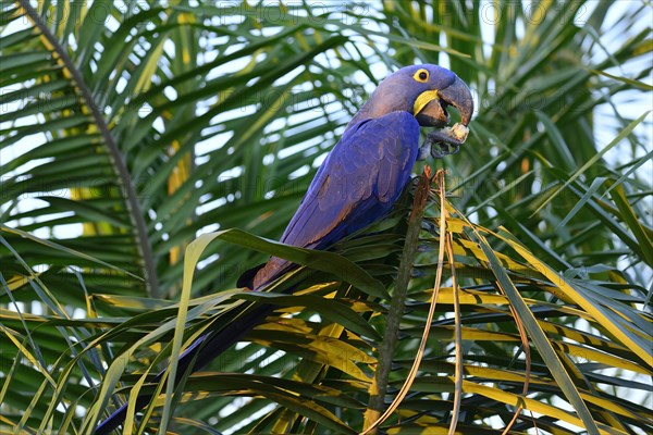 Hyacinth macaw