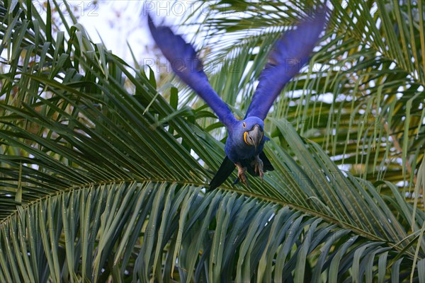 Hyacinth macaw